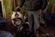 новое фото дрессированный волк из сумеки 2